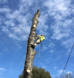 tree grinding service removal stump service Forsyth County