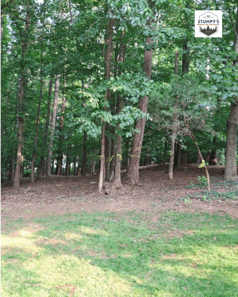 Tree removal expert local top rated stumpy's grinding and tree services