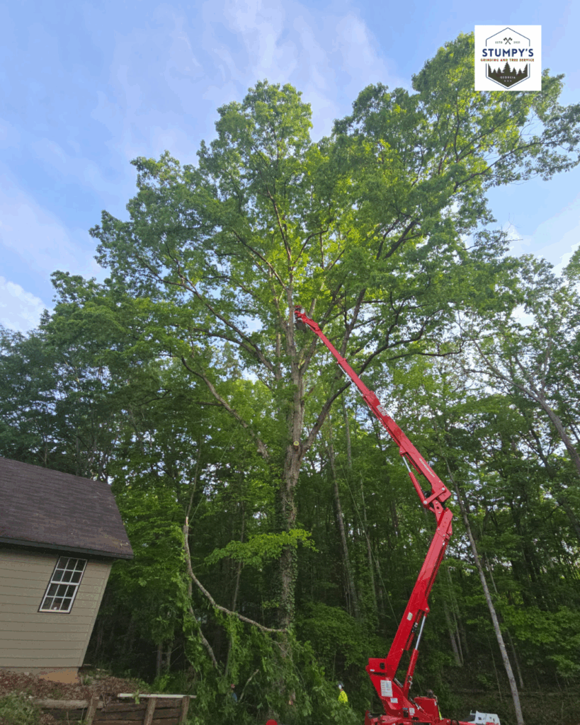 "Stump grinding service in Forsyth county moving storm-damaged tree stumps" "Professional stump removal company serving Metro Atlanta residential properties" "Local tree stump grinding contractor working in Dawsonville area"