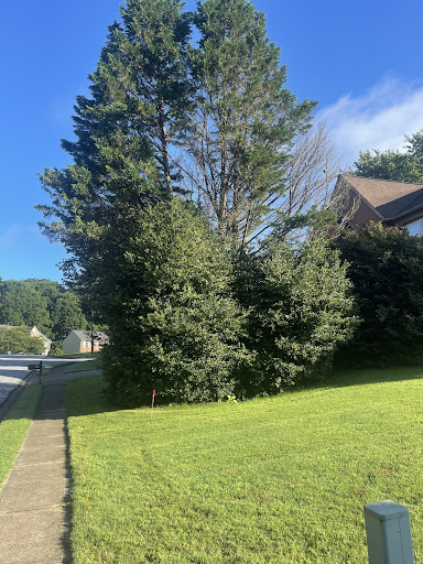 Photo from customer review