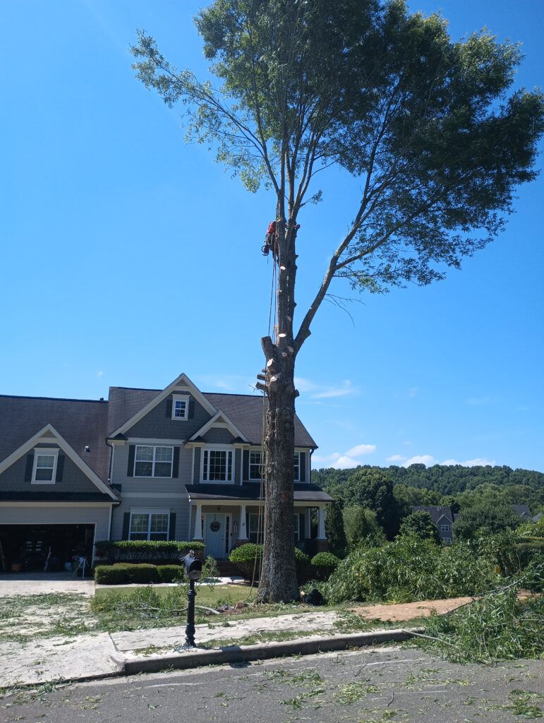 tree grinding service removal stump service Forsyth County